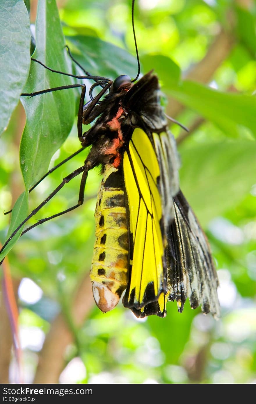 Big butterfly yellow color is macro photography