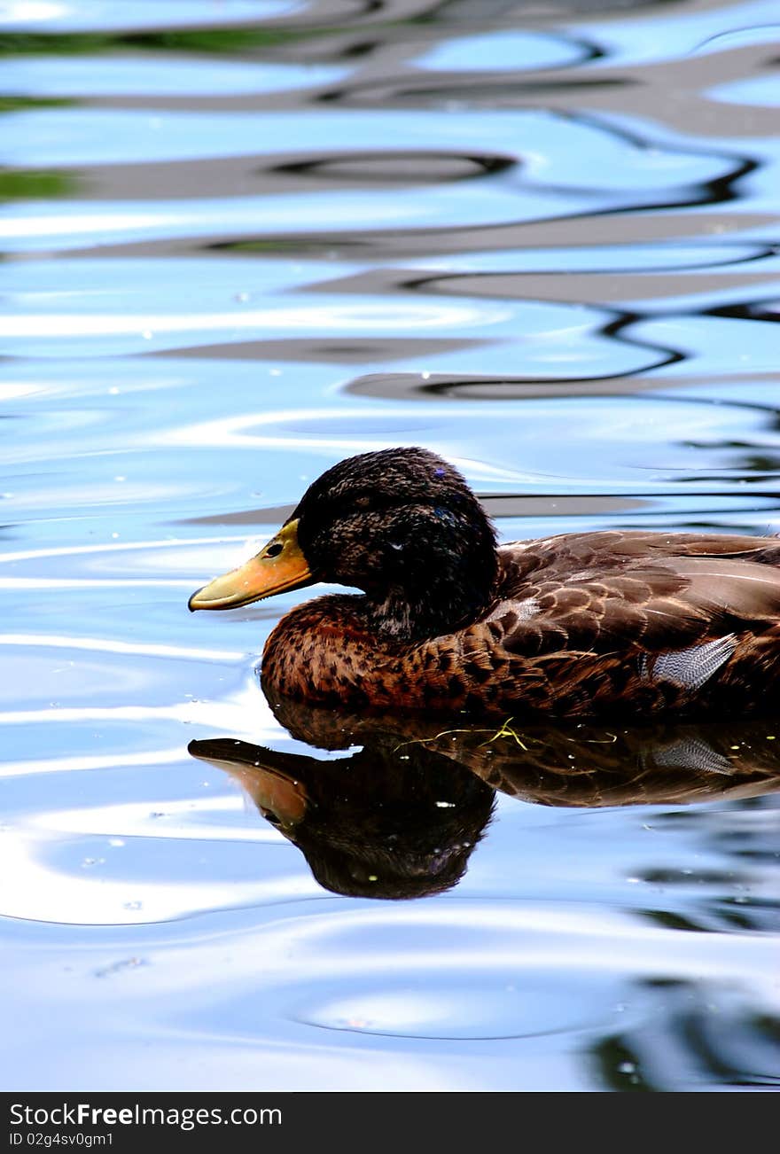 Duck swimming in a pond. Duck swimming in a pond