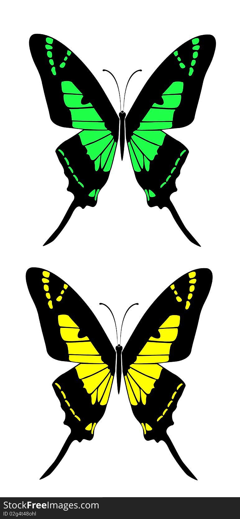 Drawing of butterfly in a white background