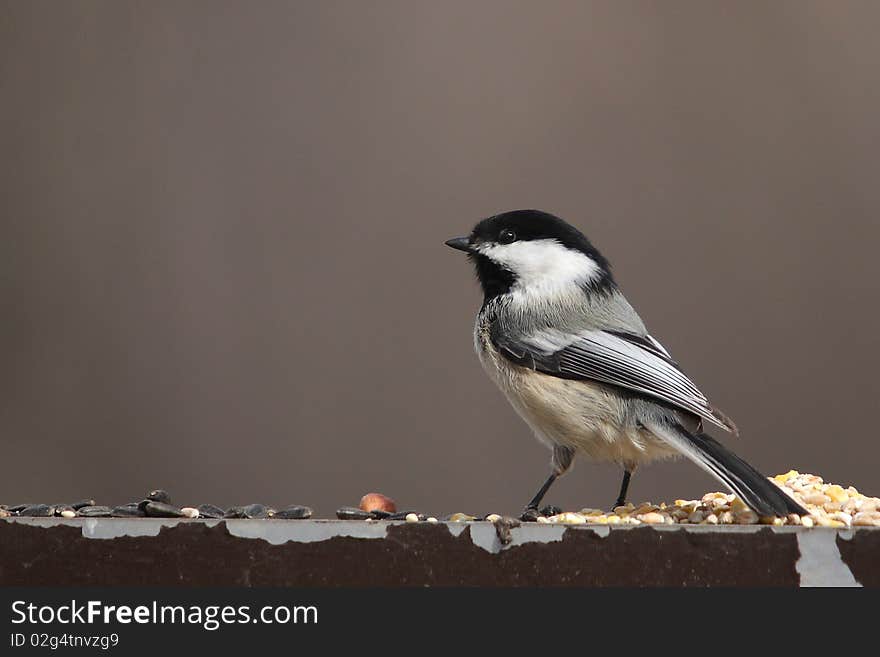 Black-capped Chickadee taken in edmonton canada