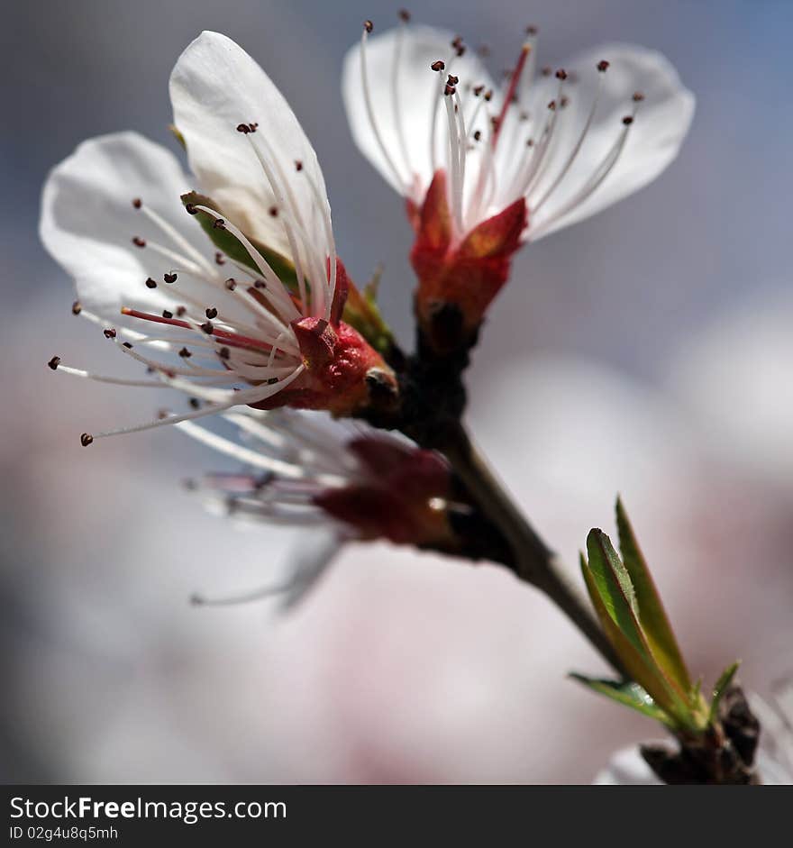 Macro of blooming Rosaceae Prunus, Shallow DOF