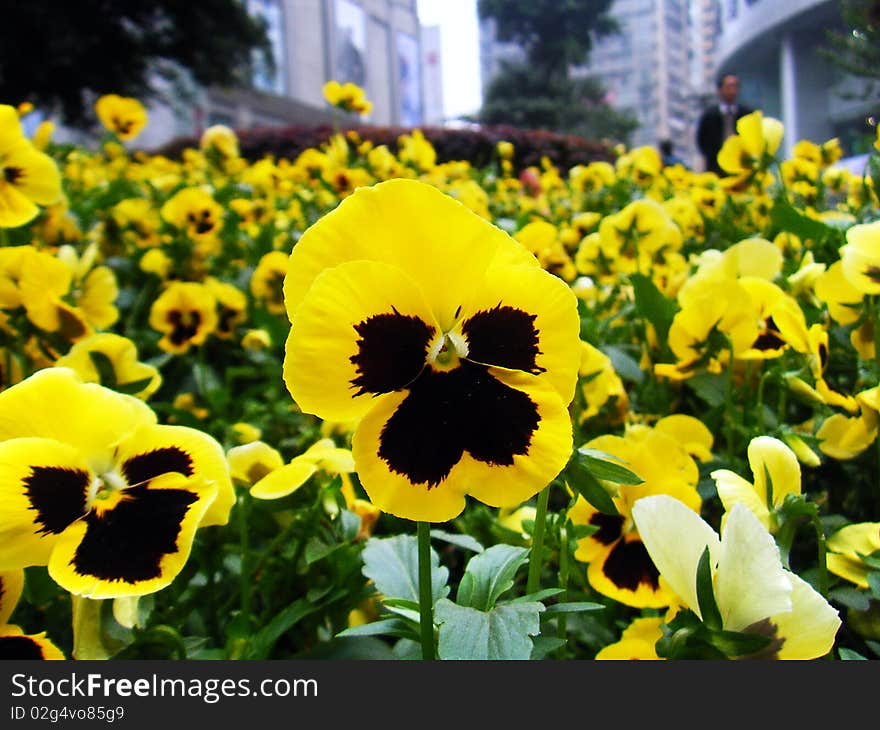 This is yellow flowers in the Parterre！. This is yellow flowers in the Parterre！