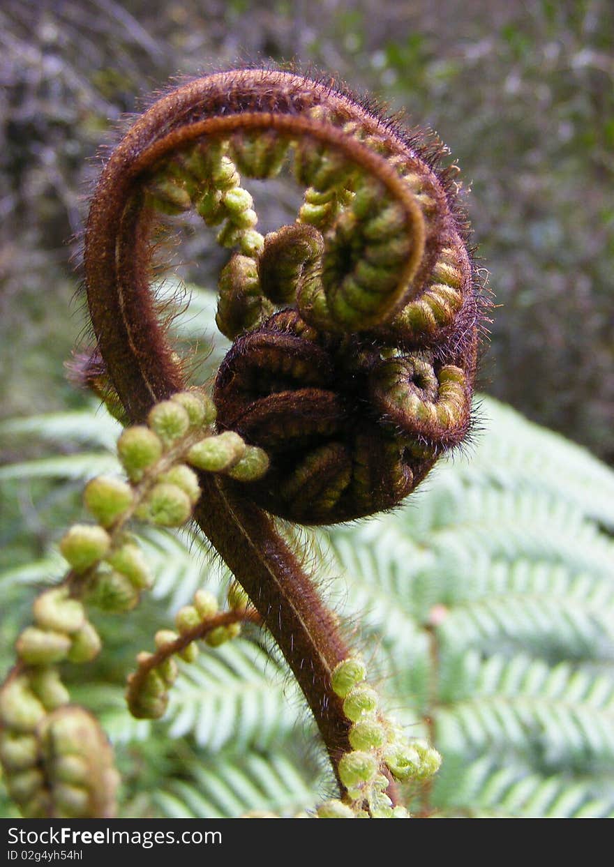 Koru