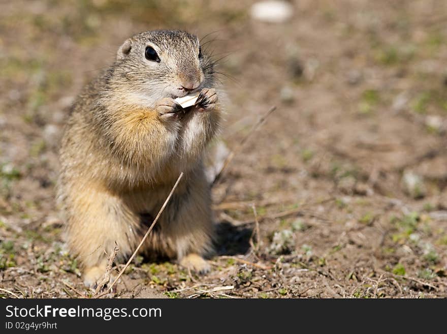 European Ground Squirrel