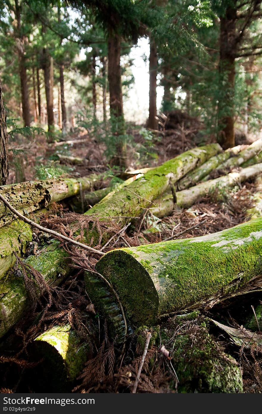 The fallen trees show enviromantal decison.