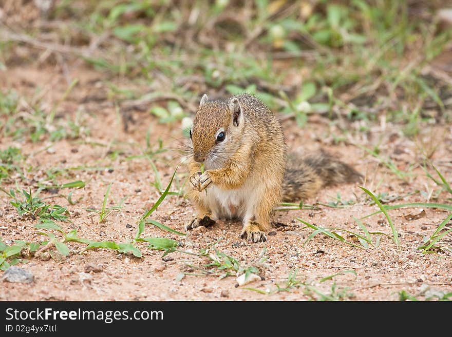 Squirrel in the field in Africa, eating.