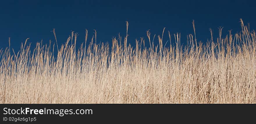 Field with a golden wheat. Field with a golden wheat