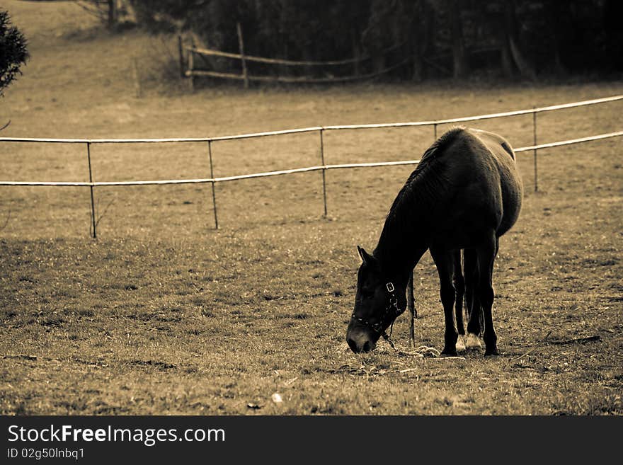 Attract grass landscape with horse. Attract grass landscape with horse