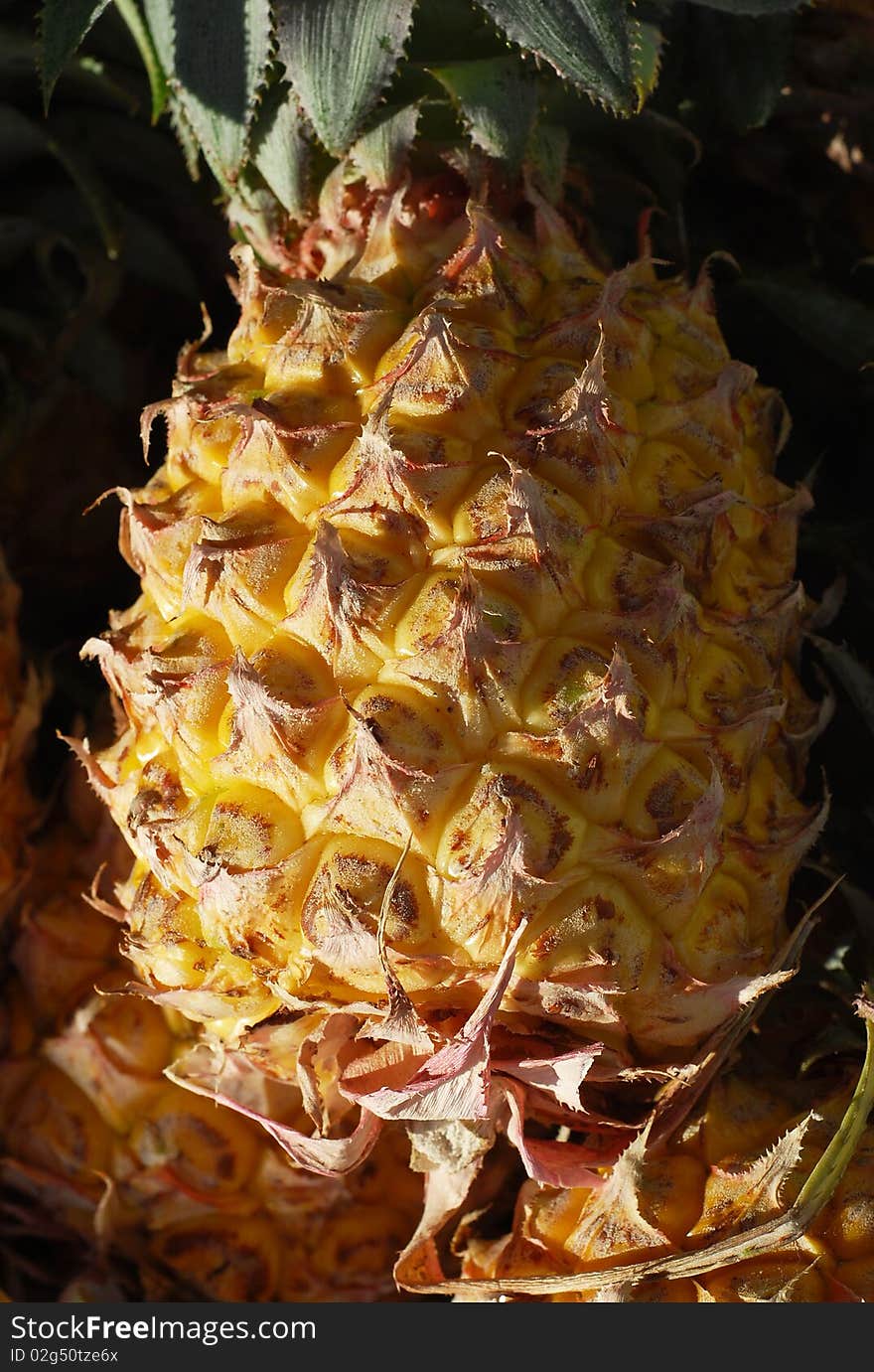 Pineapple sold on the fresh plant market. Pineapple sold on the fresh plant market.