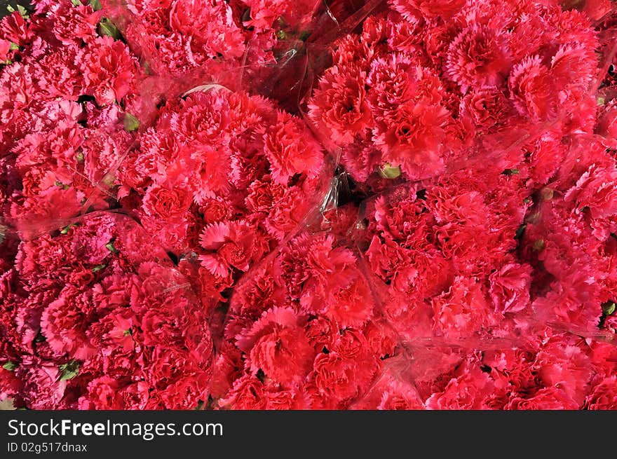 Red Carnation sold on the flower market. Red Carnation sold on the flower market.