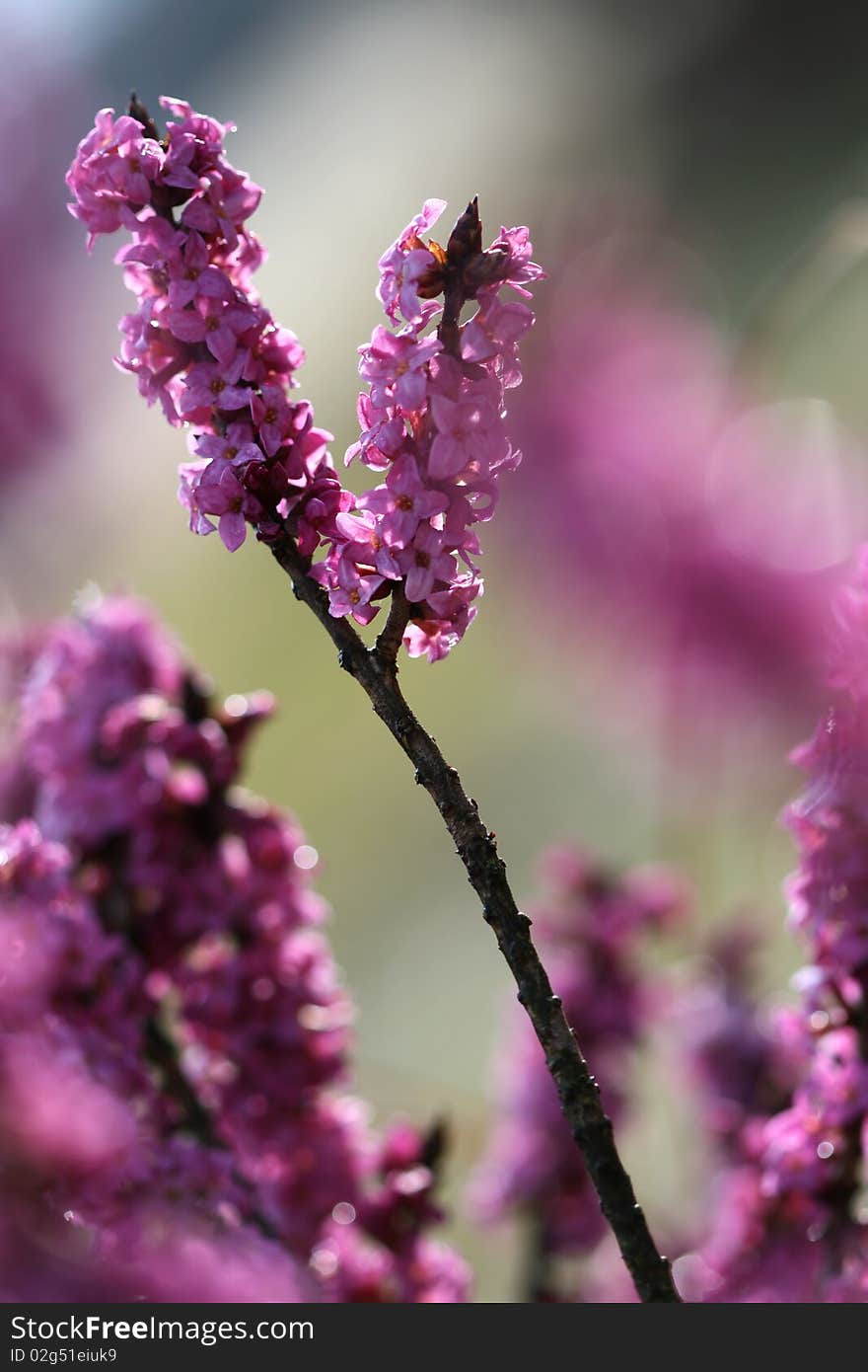 Pink mezereon in spring backlight