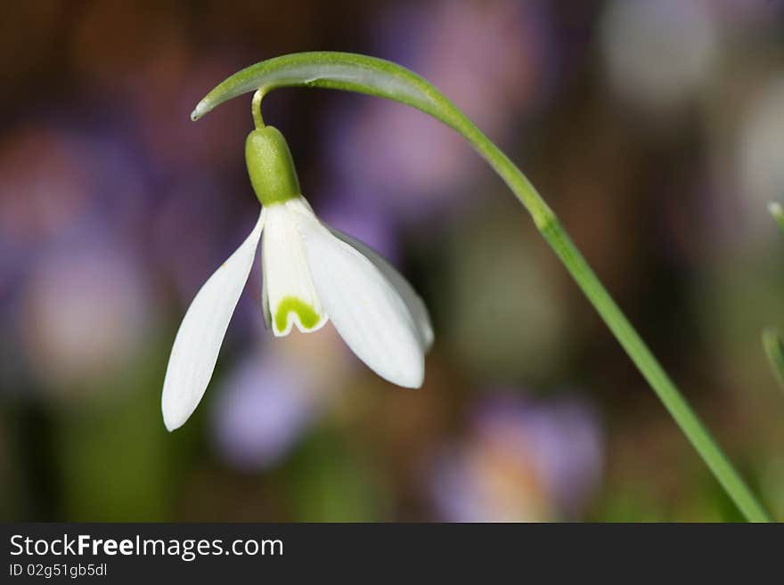 Snow-drop