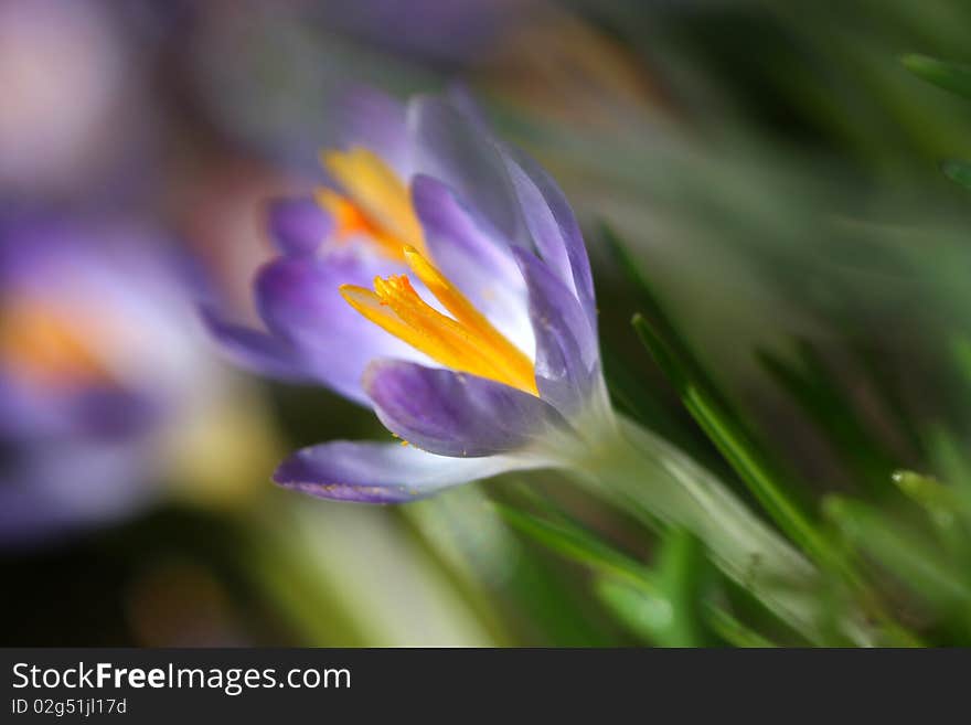 Violet crocus in spring garden