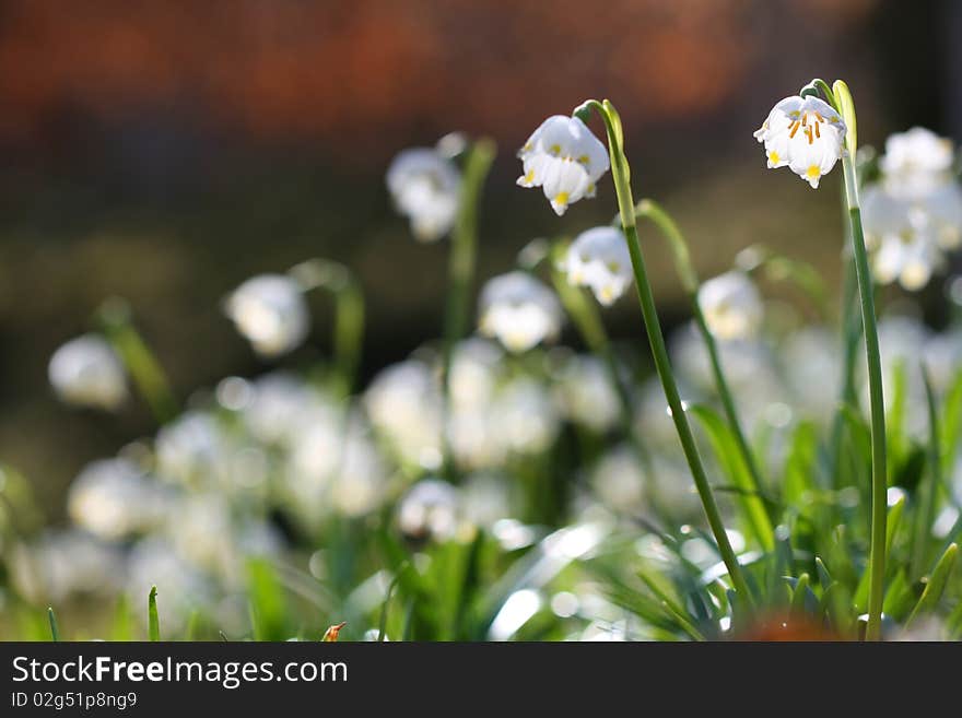 Spring Morning