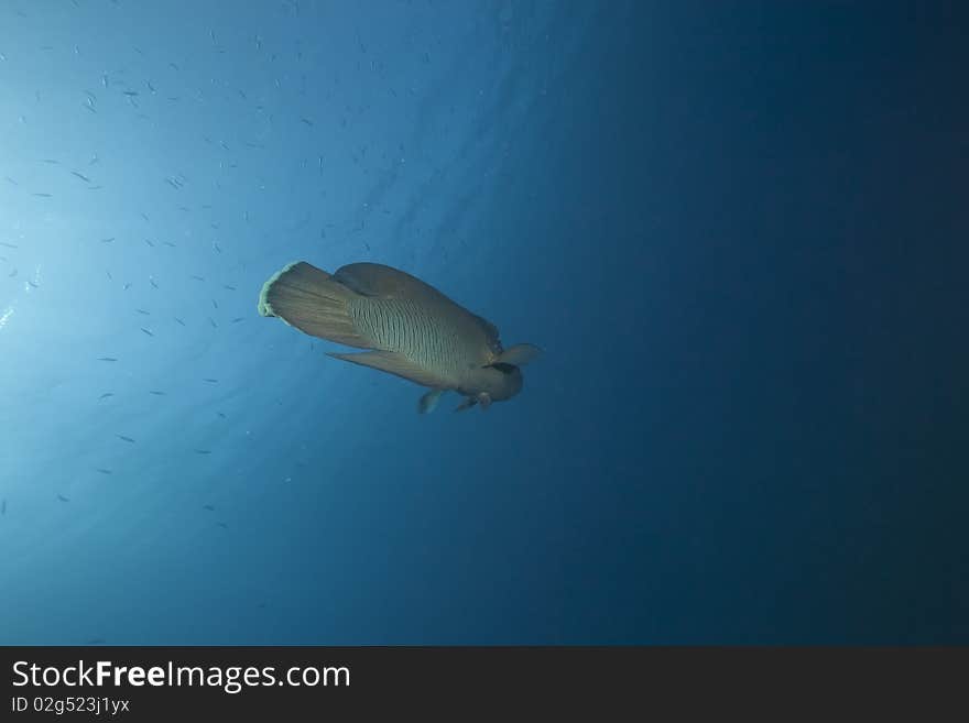 Napoleon wrasse and ocean taken in the Red Sea.