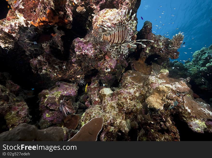 Lionfish and ocean taken in the Red Sea.