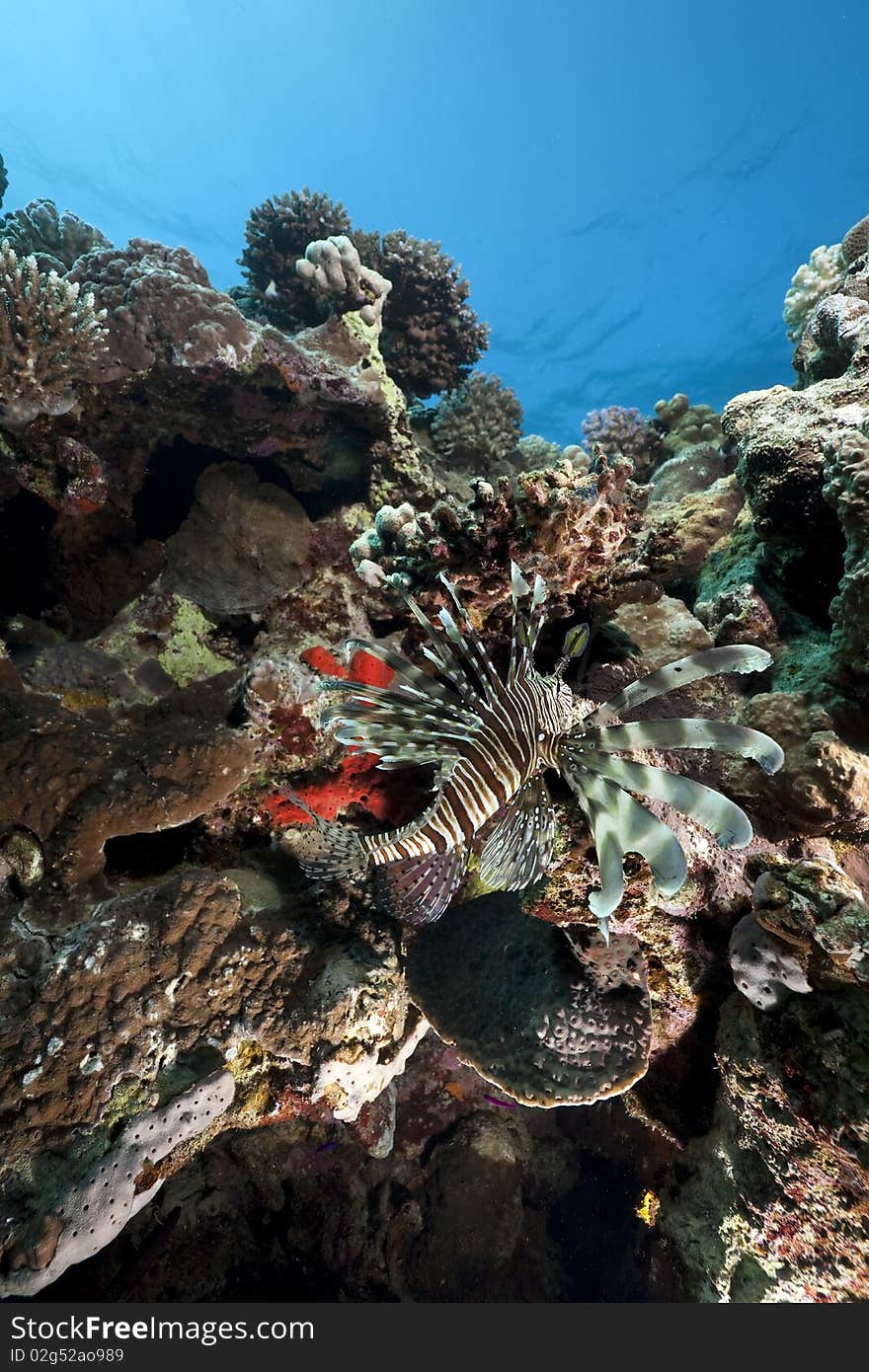 Lionfish and ocean taken in the Red Sea.