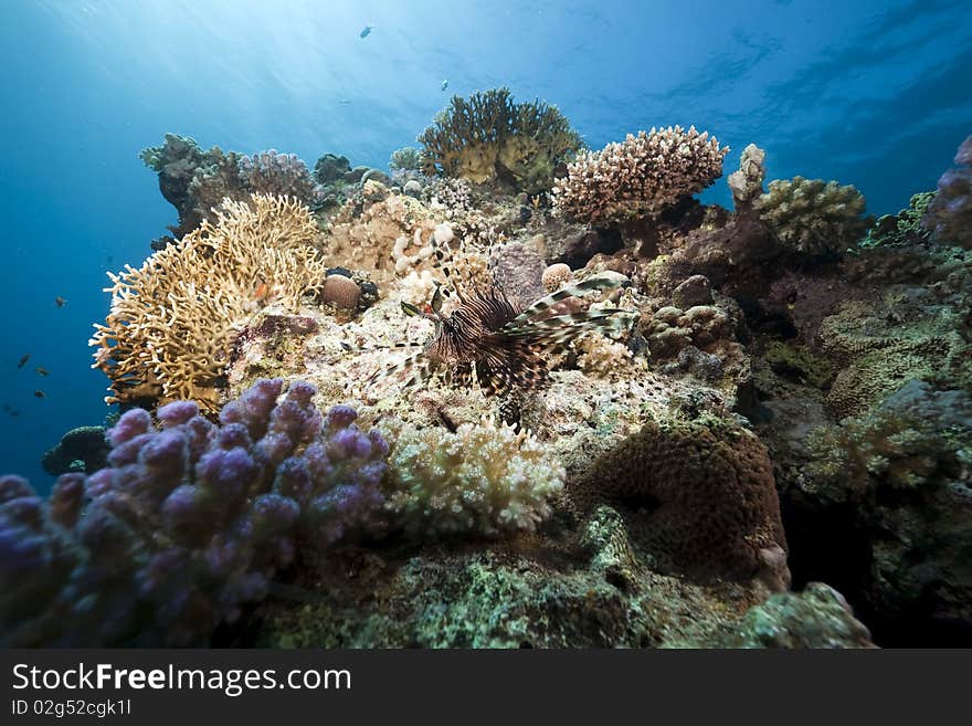 Lionfish and ocean taken in the Red Sea.