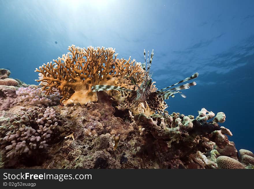 Lionfish and ocean taken in the Red Sea.