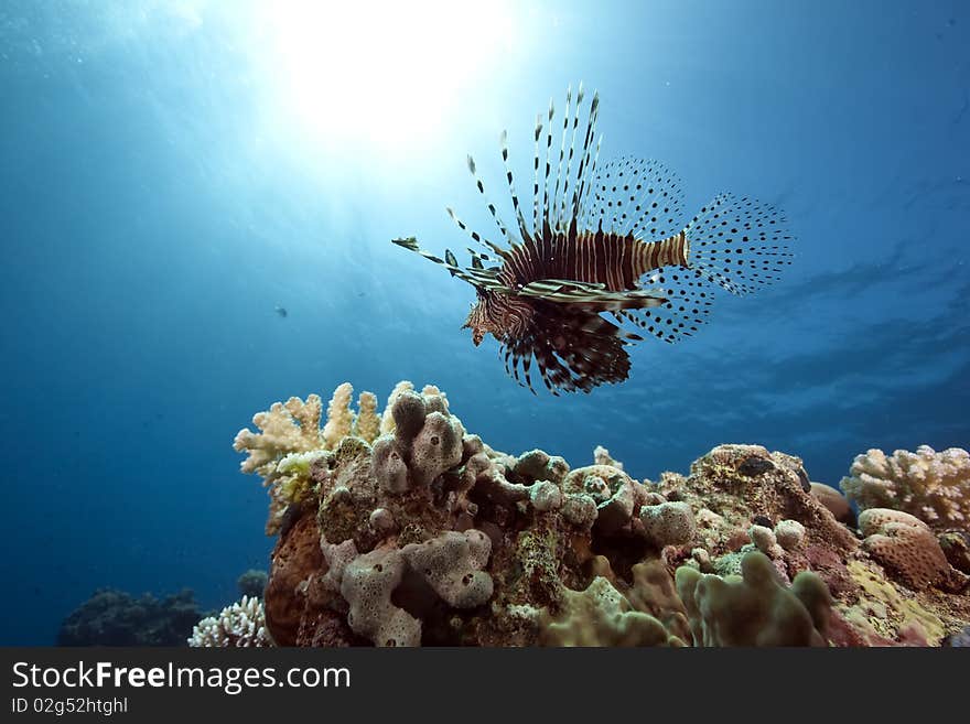 Lionfish and ocean taken in the Red Sea.