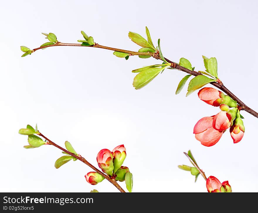 Cherry-flower background