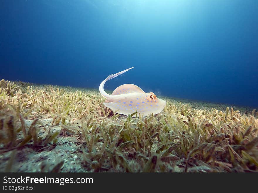 Bluespotted stingray and sea grass taken in the Red Sea.