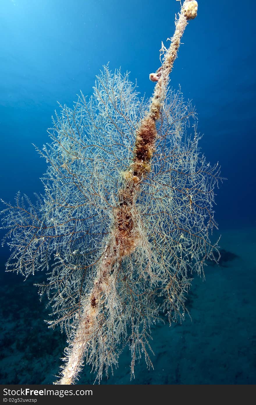 Seafan on a anchor line taken in the Red Sea.