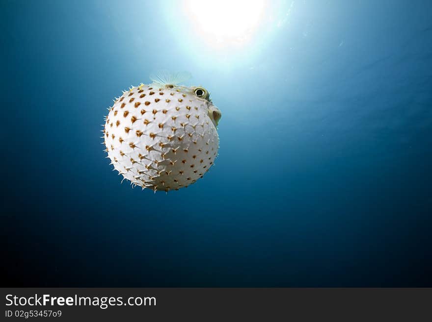 Yellowspotted burrfish and ocean taken in the Red Sea.