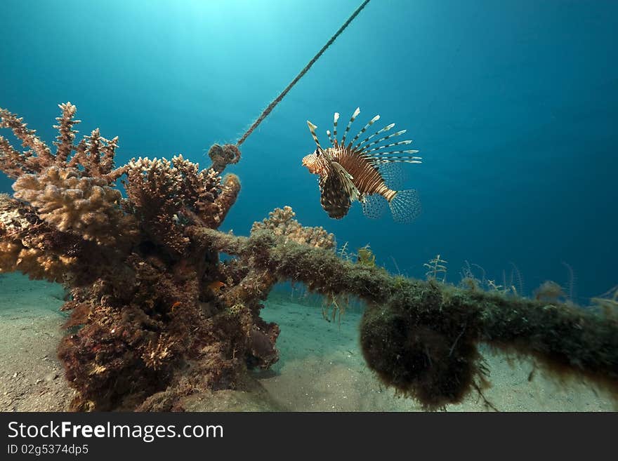 Lionfish, coral and ocean taken in the Red Sea.