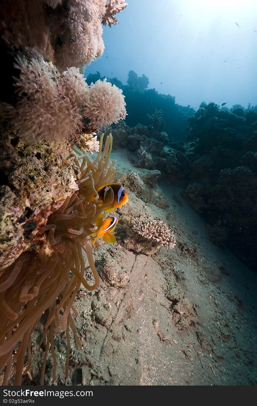 Anemone and anemonefish taken in the Red Sea.