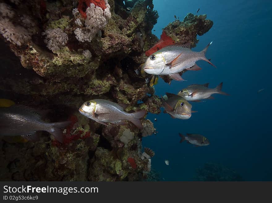 Coral and fish taken in the Red Sea.