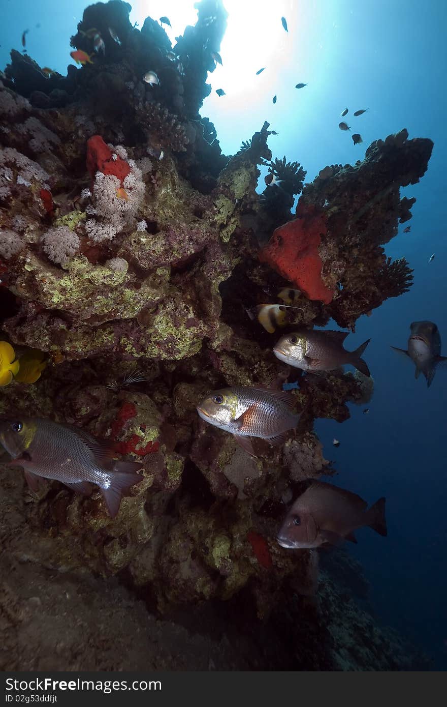 Coral and fish taken in the Red Sea.