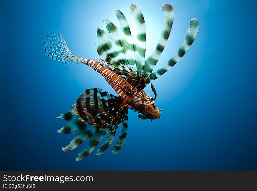 Lionfish,sun and ocean taken in the Red Sea.