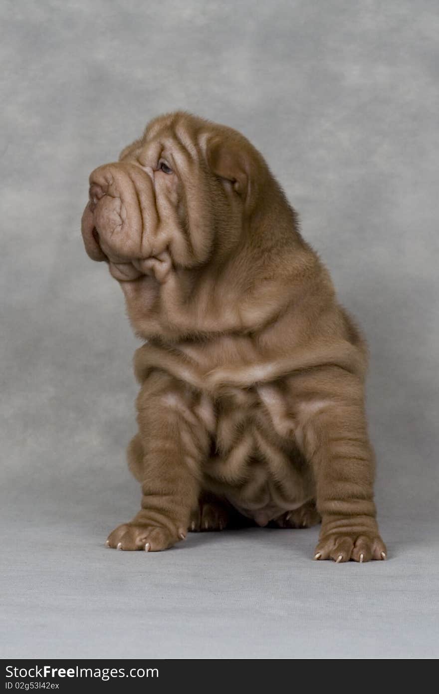 Shar-pei animals pets fun brown