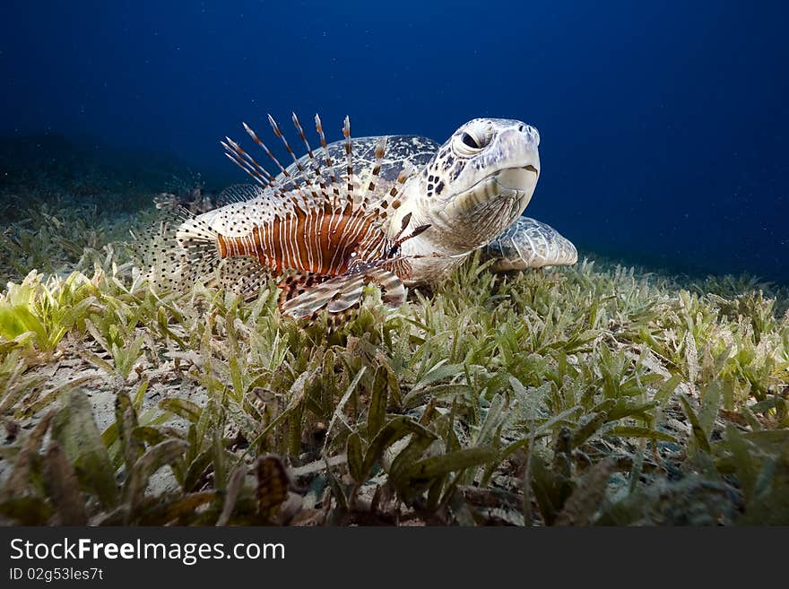 Green turtle and sea grass taken in the Red Sea.