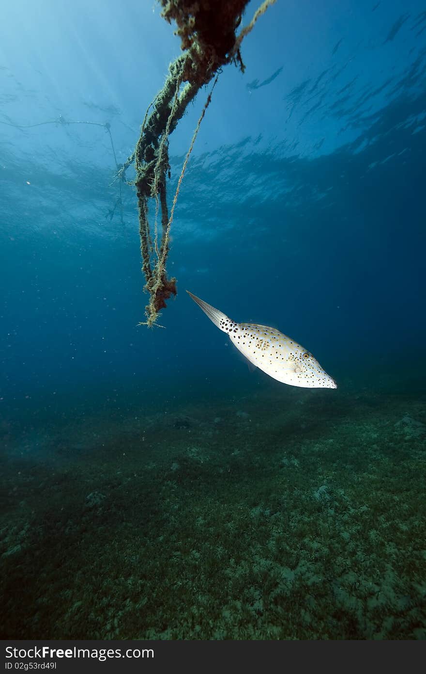 Scrawled filefish and ocean taken in the Red Sea.