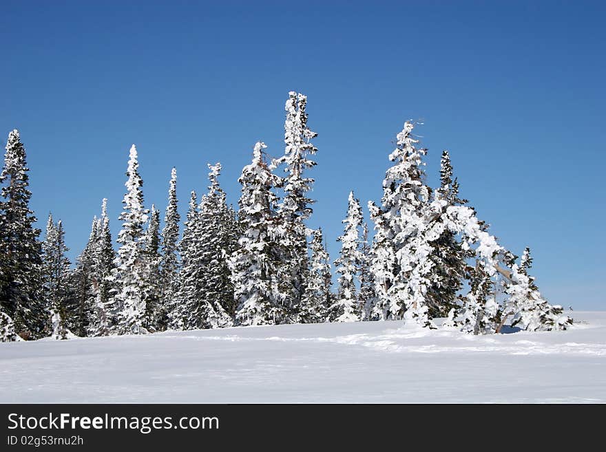 Snow covered trees