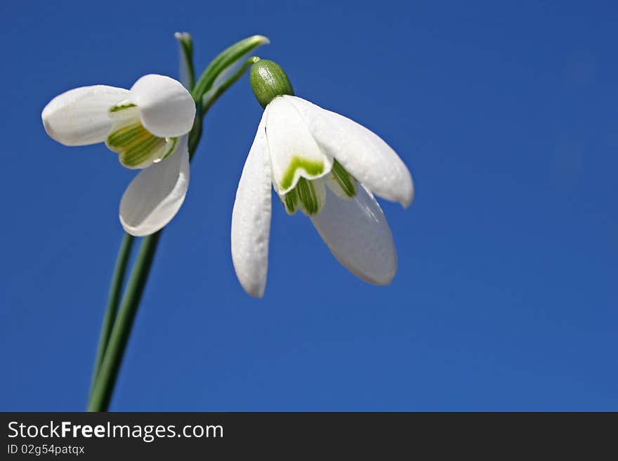 Snowdrops