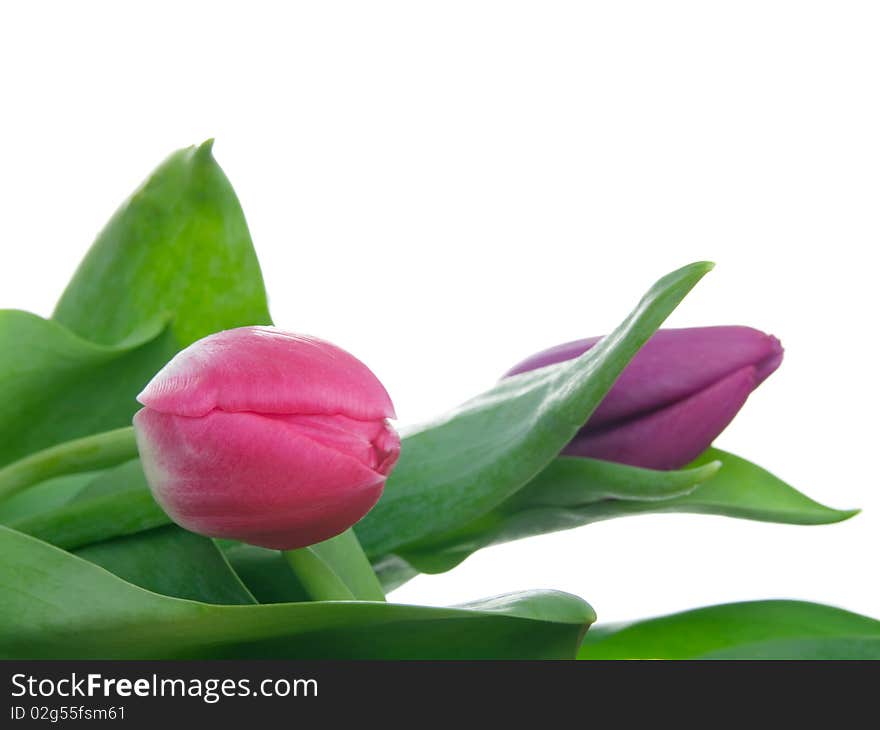 Tulips isolated on white background