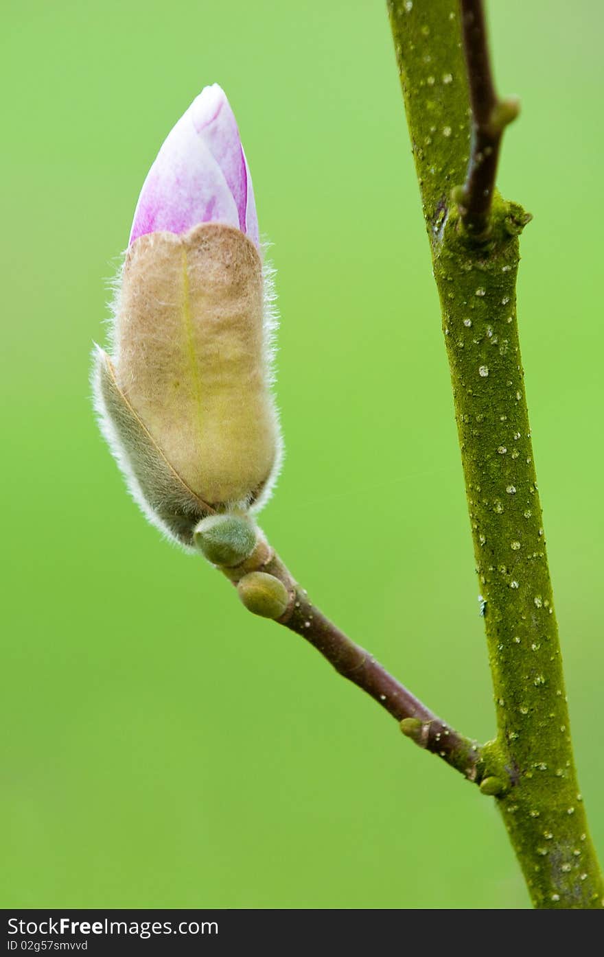 Magnolia in spring with lushes green backdrop. Magnolia in spring with lushes green backdrop