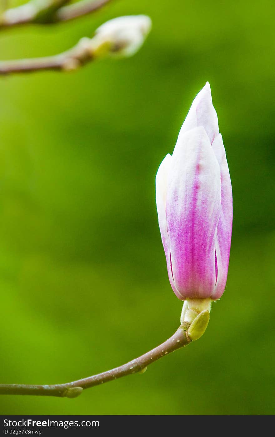 Magnolia in spring with lushes green backdrop. Magnolia in spring with lushes green backdrop