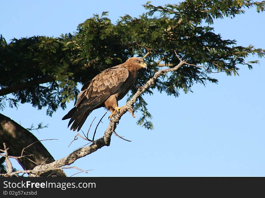 Tawny Hawk