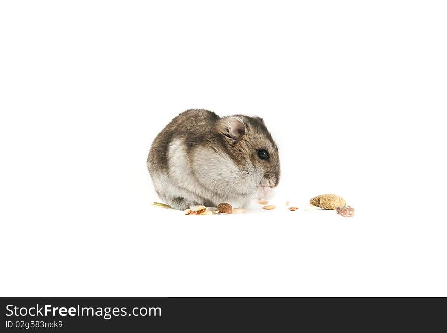 Hamster isolated over white backdrop