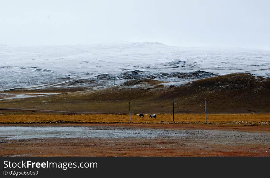 Scenery of mountains and horses in Tibet. Scenery of mountains and horses in Tibet