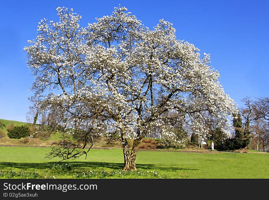 White flowering tree in spring