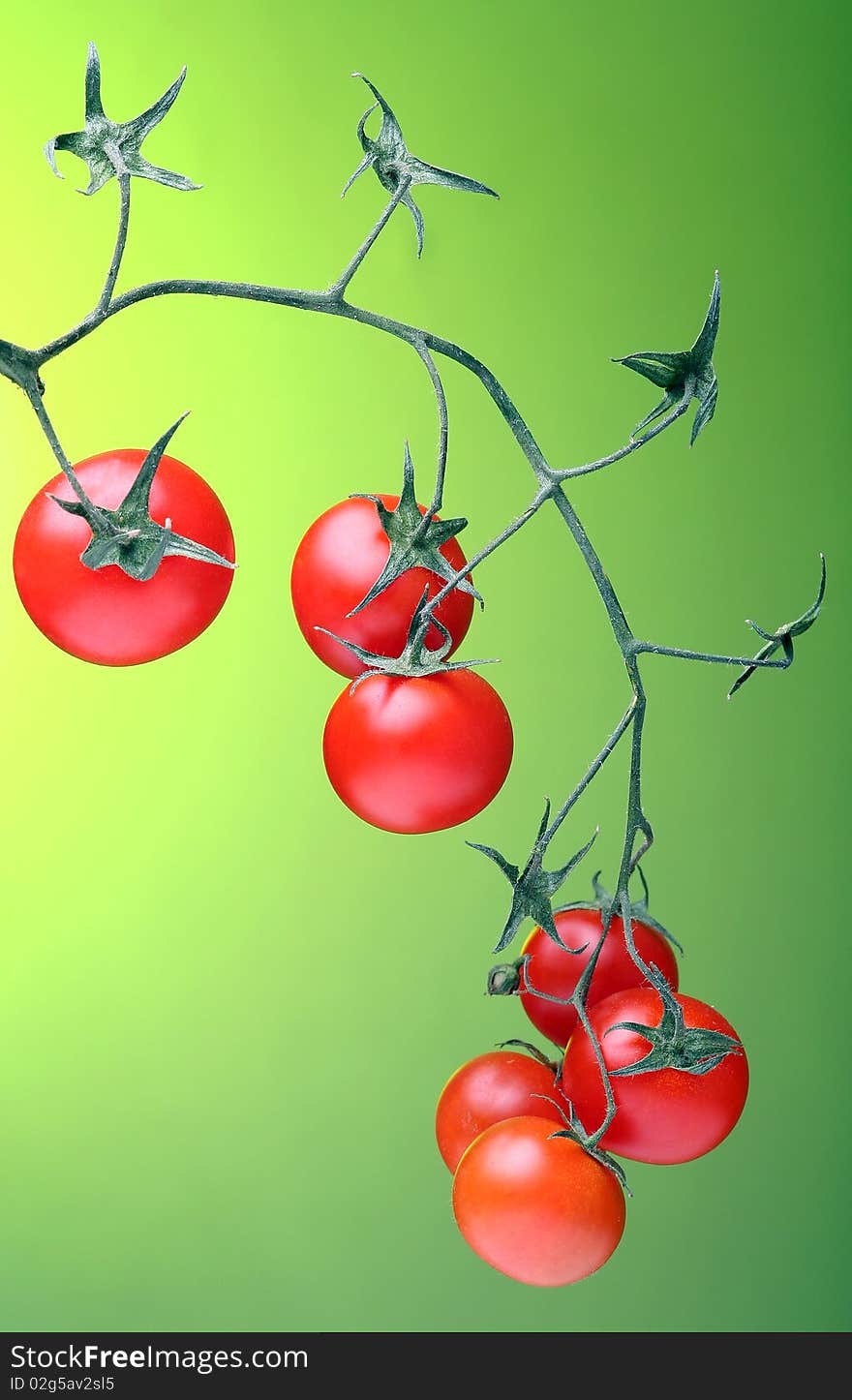 Tomato bunch in front green background