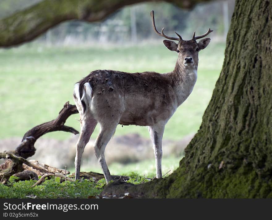 Young Deer in England