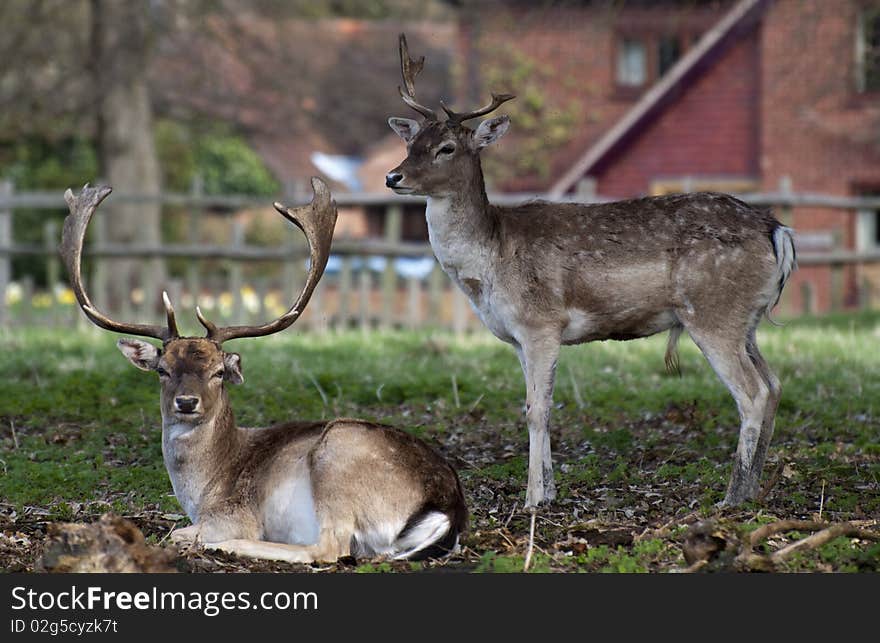 Two Young Deer in England