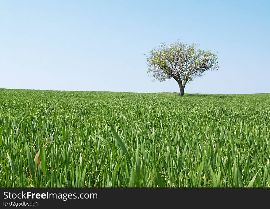 Meadow with lonely tree