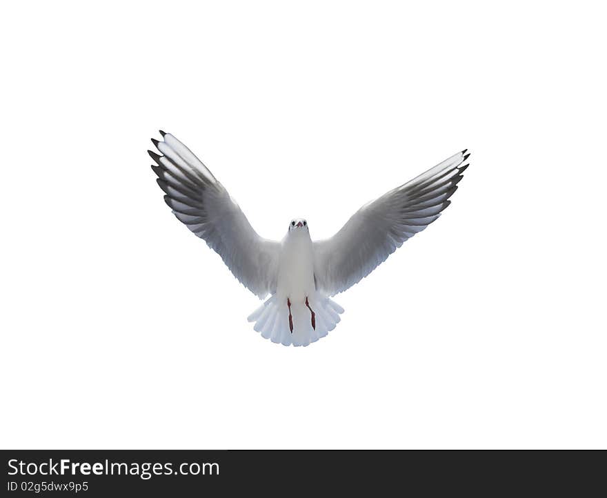 Ather of the front sea gull is beautiful in a background in the white back. Ather of the front sea gull is beautiful in a background in the white back